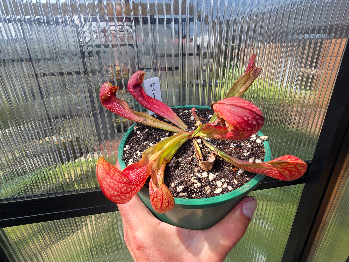 Sarracenia 'Formosa' - American Pitcher Plant