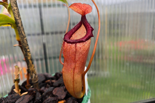 Nepenthes 'Petra' - Highland Tropical Pitcher Plant