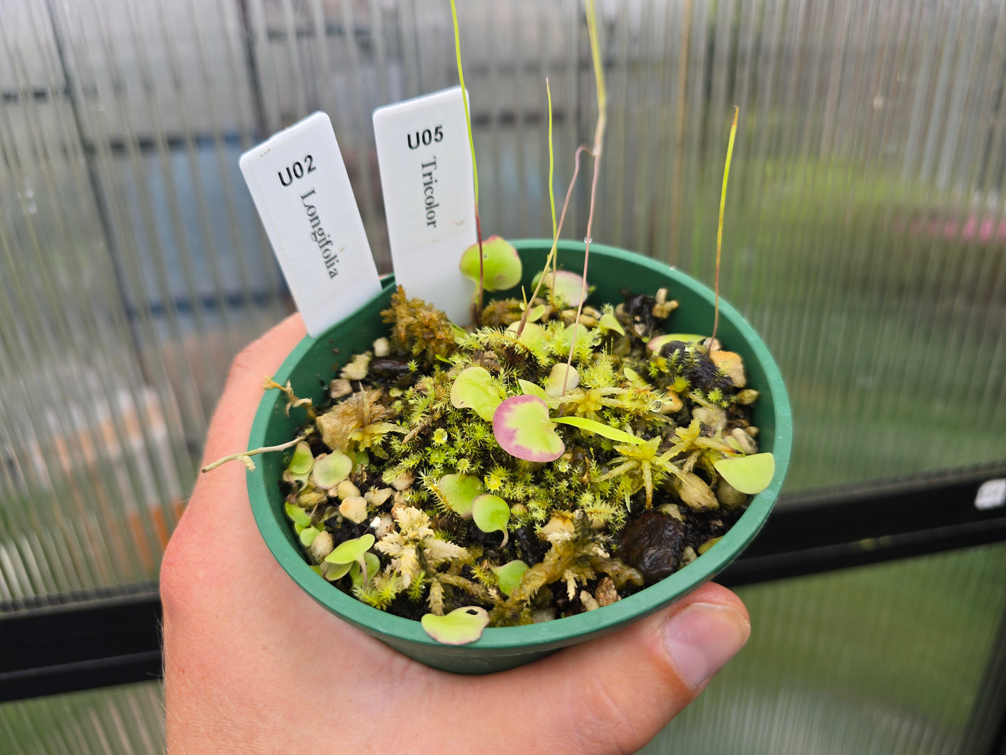 Utricularia mix - praelonga and tricolor - Tropical Bladderworts