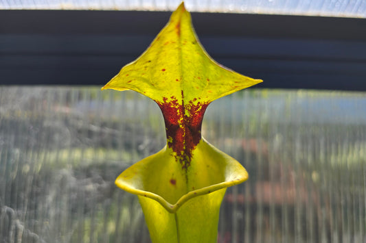 Sarracenia flava var. rugelii - American Pitcher Plant