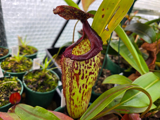 Nepenthes 'Gothica' - Intermediate Tropical Pitcher Plant