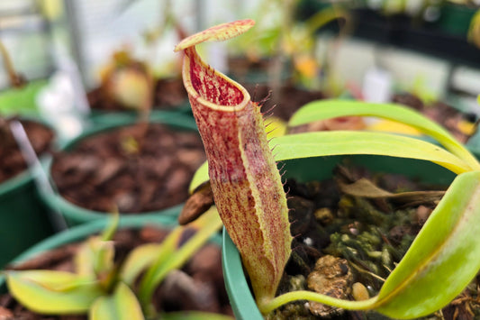 Nepenthes minima - Lowland Tropical Pitcher Plant