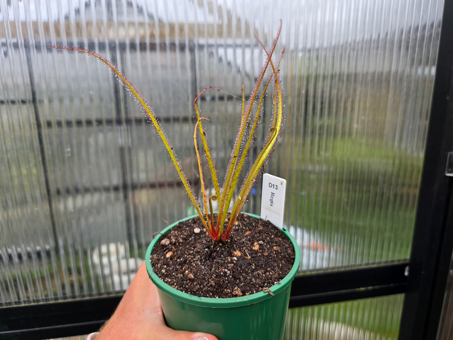 Drosera regia -  King Sundew