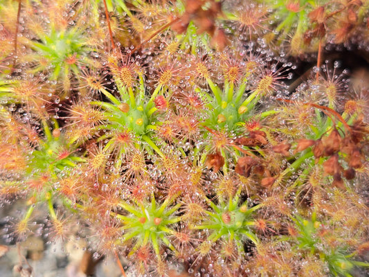 Drosera enodes - Pygmy Sundew