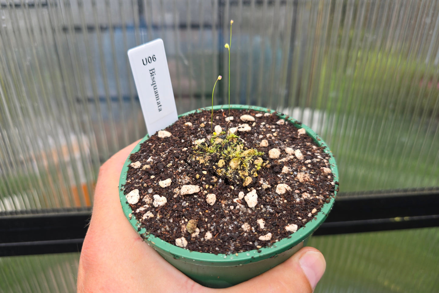 Utricularia bisqumata - Terrestrial Bladderwort