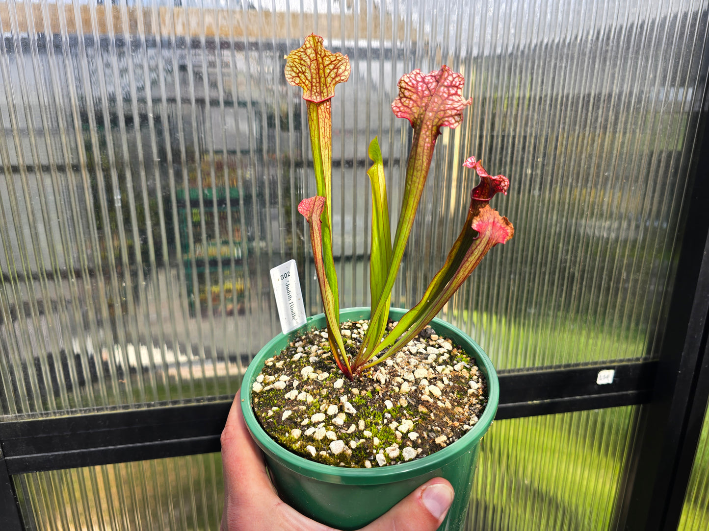 Sarracenia 'Judith Hindle' - American Pitcher Plant