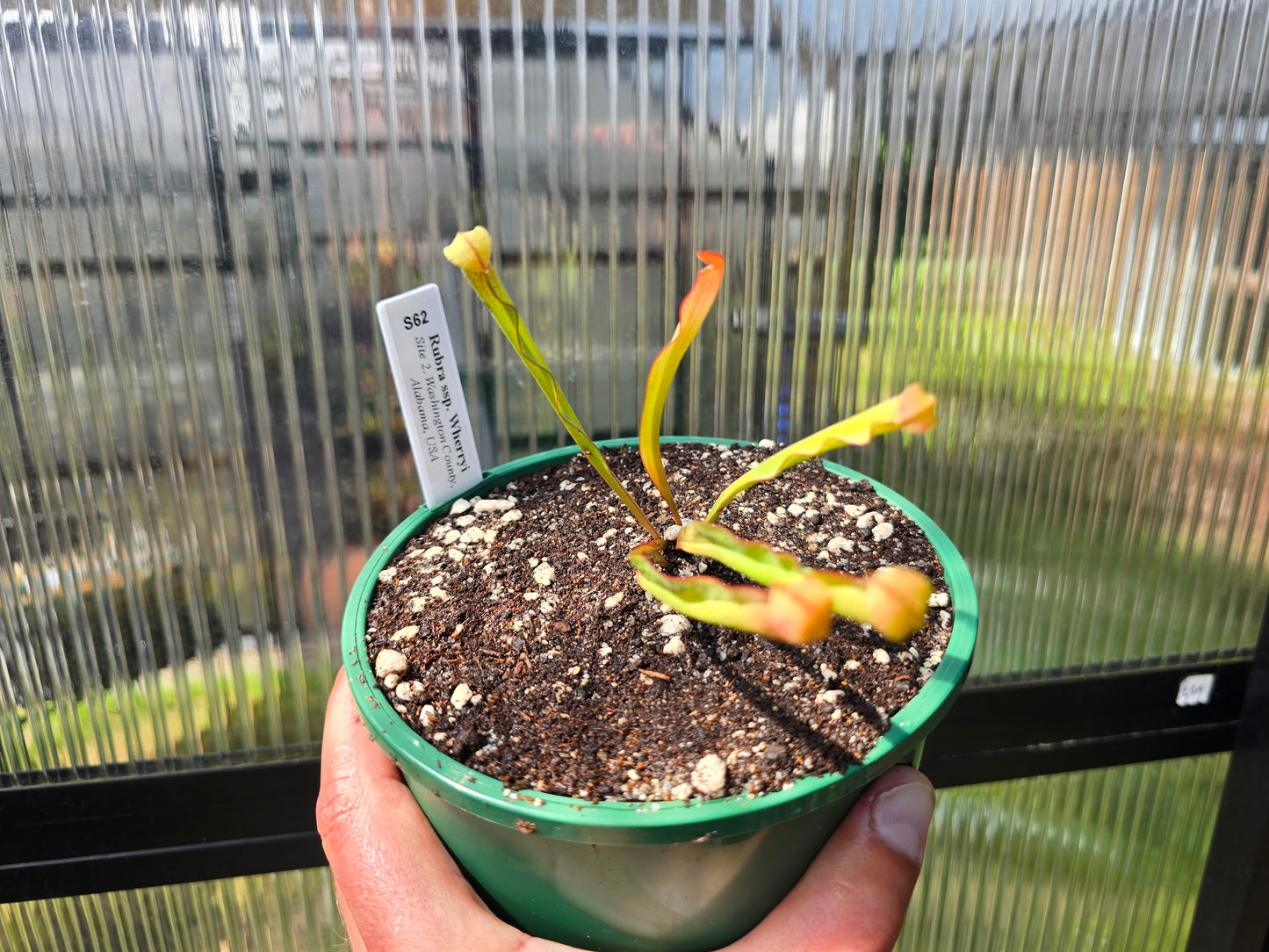 Sarracenia rubra ssp. wherryi - American Pitcher Plant