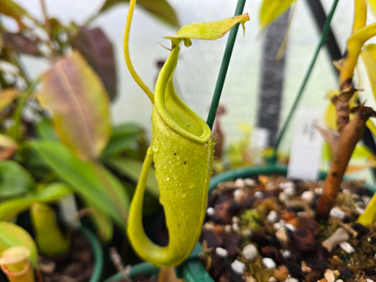 Nepenthes maxima (Male) - Intermediate Tropical Pitcher Plant