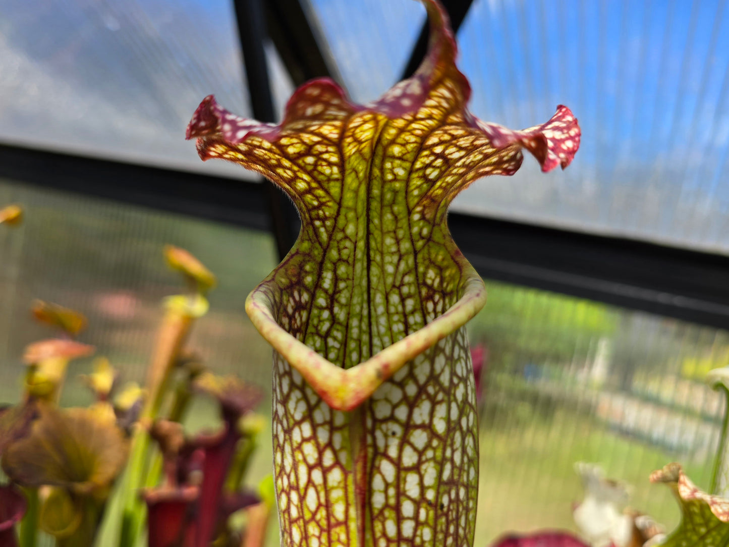 Sarracenia leucophylla x flava var. flava - American Pitcher Plant