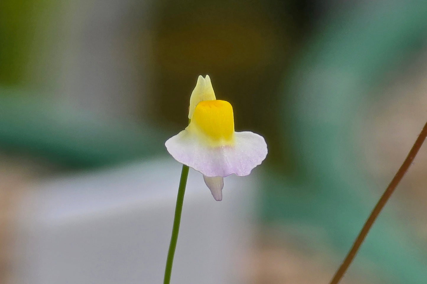 Utricularia bisqumata - Terrestrial Bladderwort