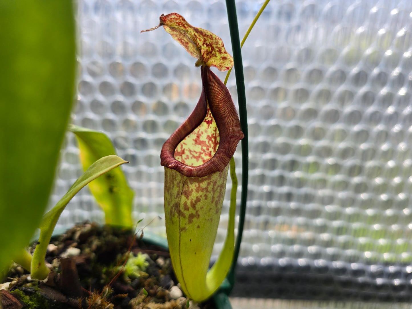 Nepenthes maxima (Female) - Intermediate Tropical Pitcher Plant