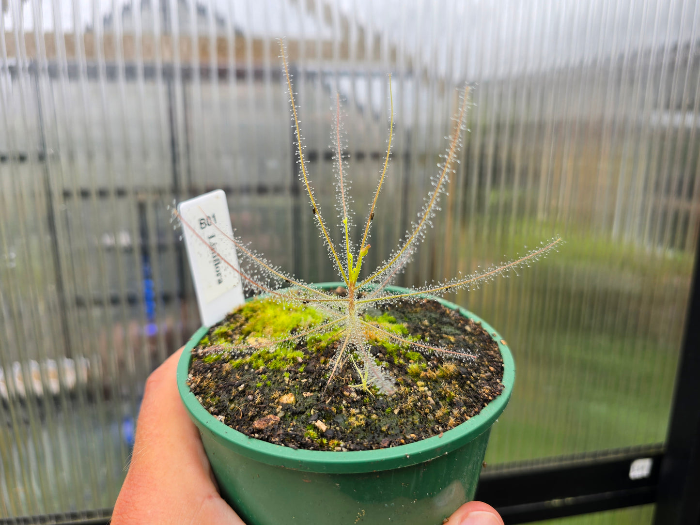 Byblis liniflora - Rainbow Plant