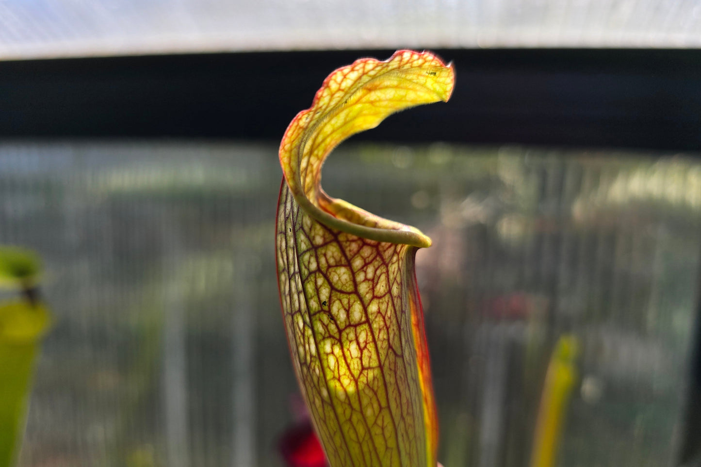 Sarracenia 'Readii' - American Pitcher Plant