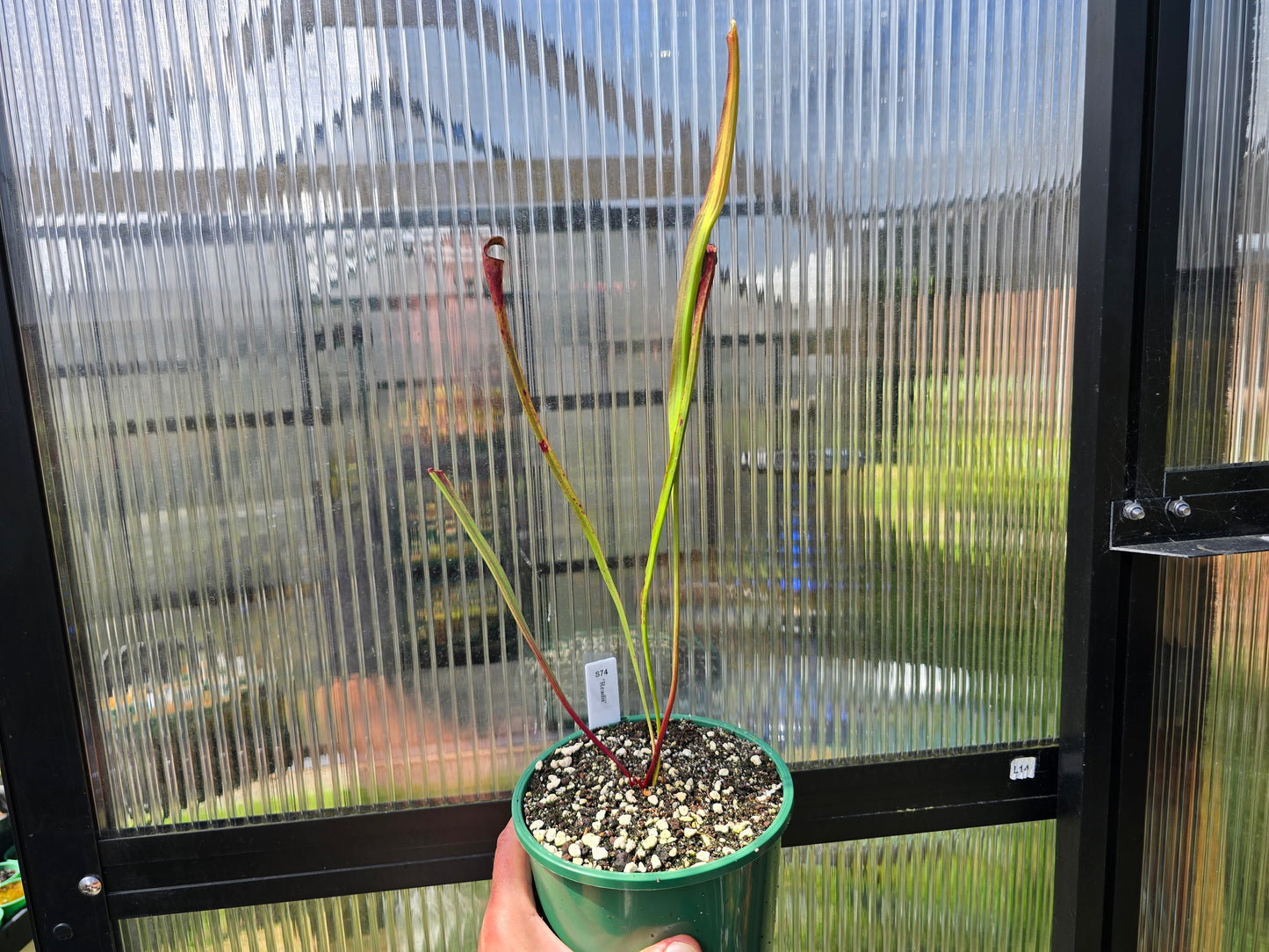 Sarracenia 'Readii' - American Pitcher Plant