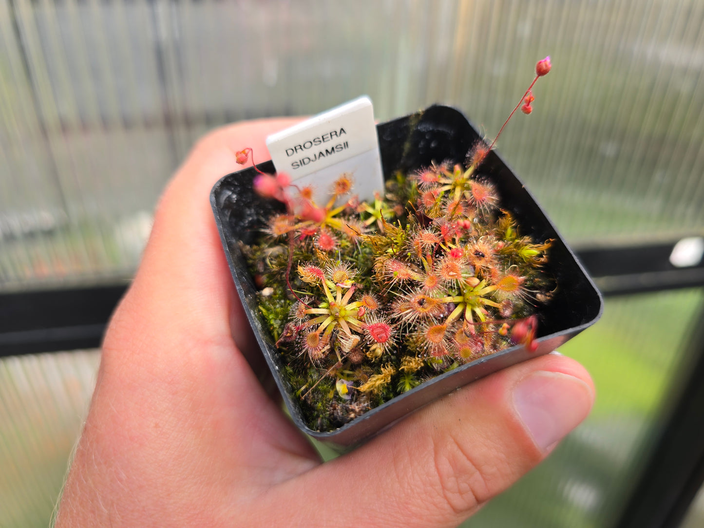 Drosera 'Sidjamesii' - Pygmy Sundew