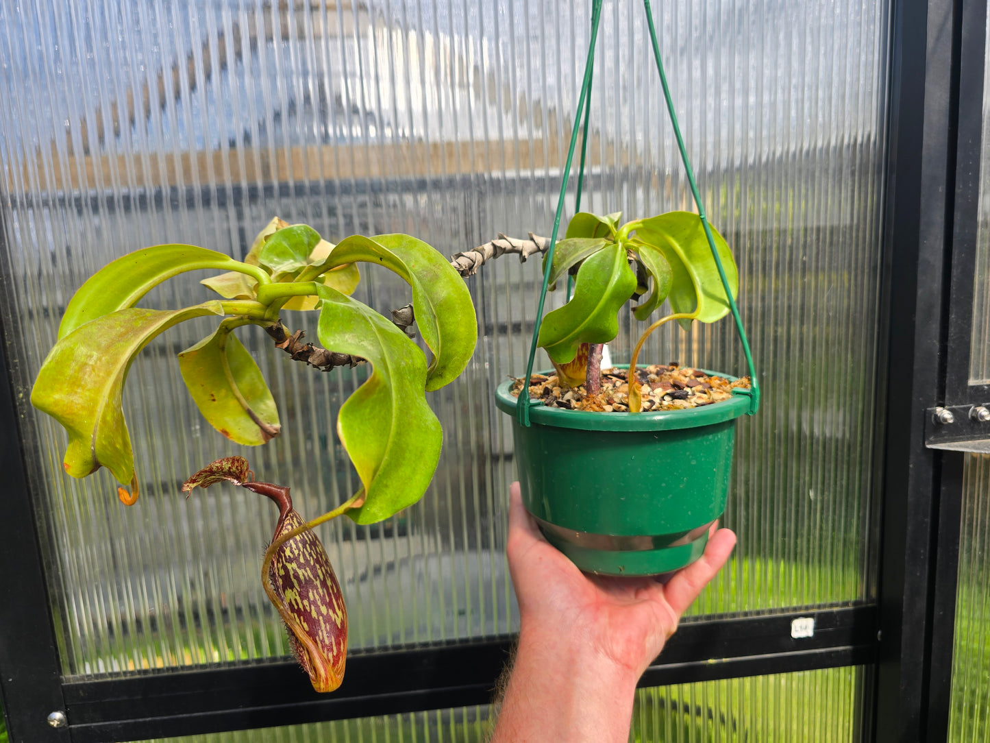 Nepenthes maxima (Female) - Intermediate Tropical Pitcher Plant