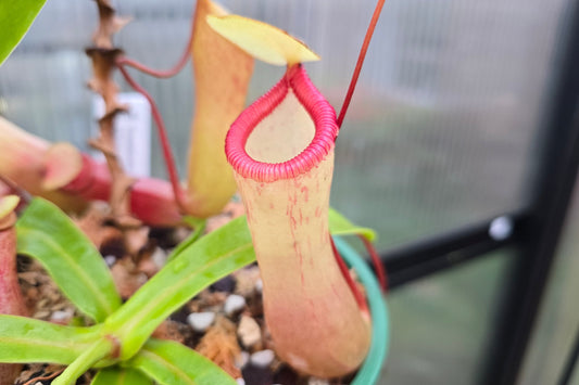 Nepenthes ventricosa x sibuyanensis - Highland Tropical Pitcher Plant