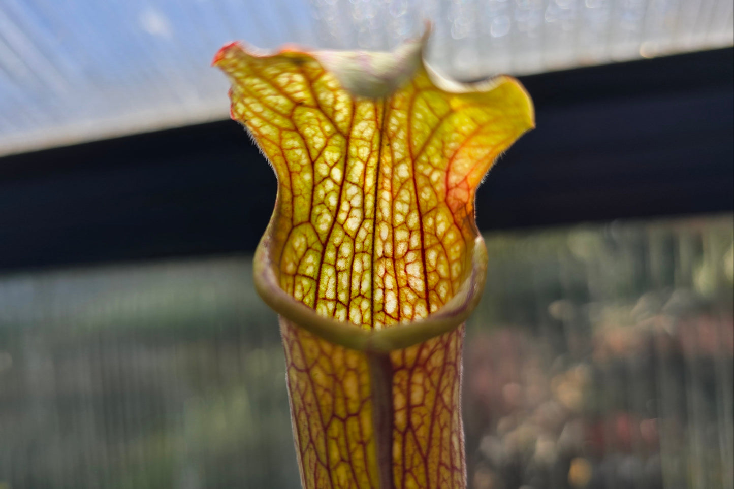 Sarracenia 'Readii' - American Pitcher Plant