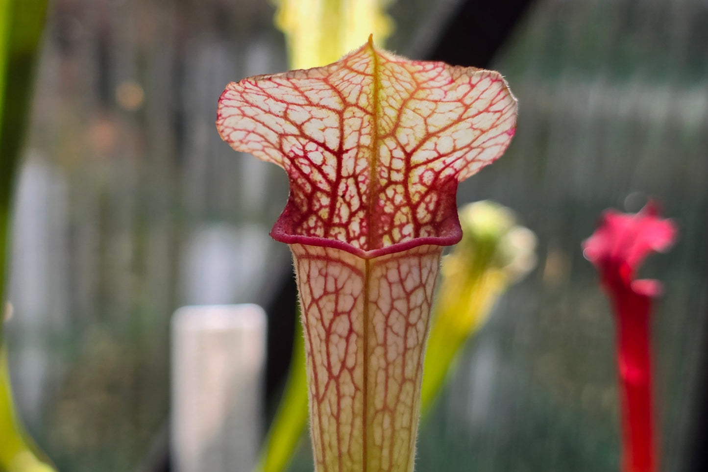 Sarracenia (oreophila 005MK x 'Moorei' cv. Wilkerson White Knight) x 'Lamsatyricon' - American Pitcher Plant