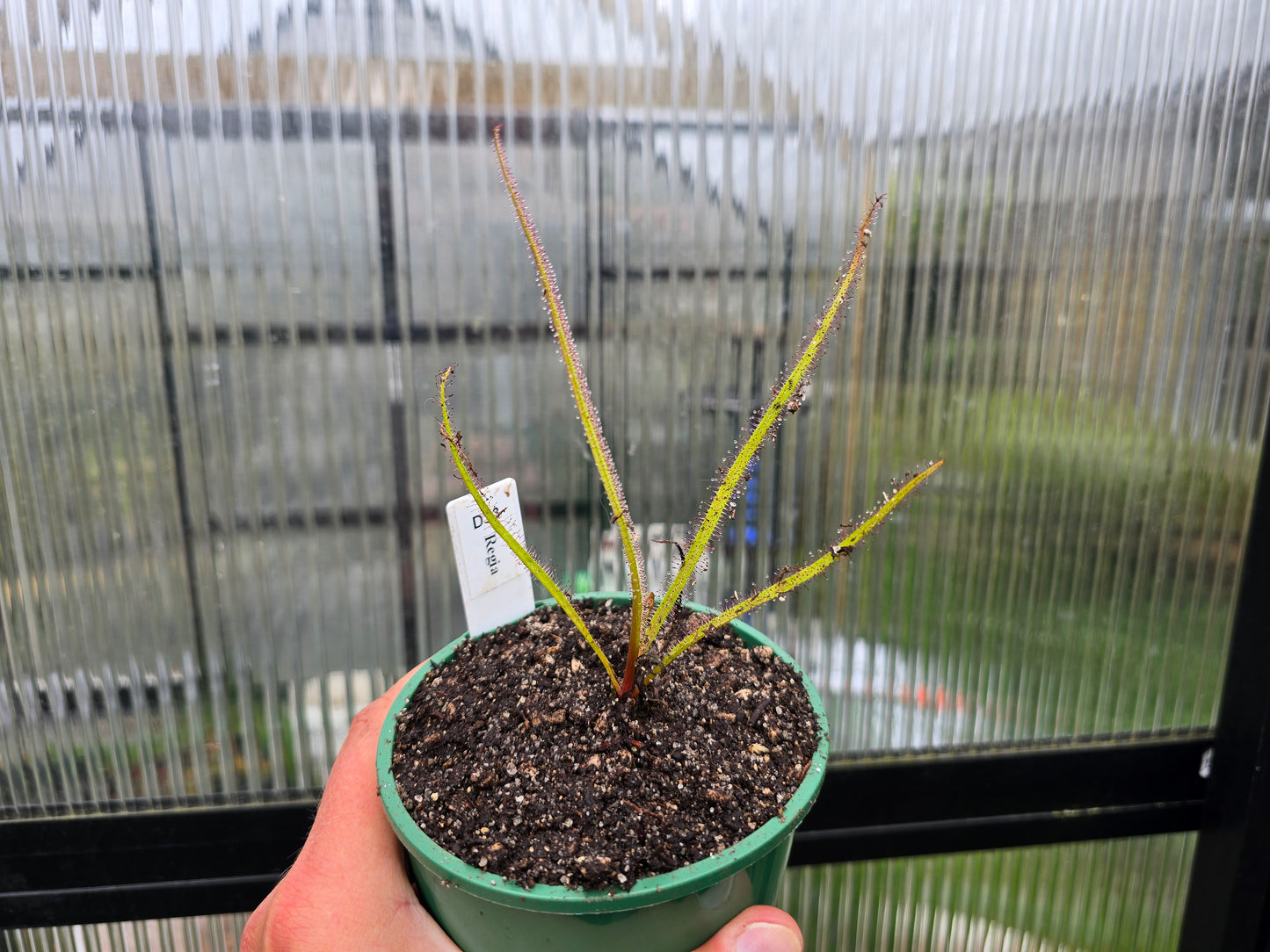 Drosera regia -  King Sundew