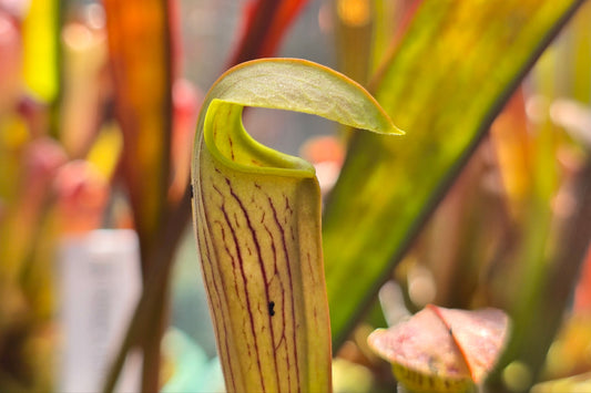 Sarracenia rubra ssp. wherryi - American Pitcher Plant