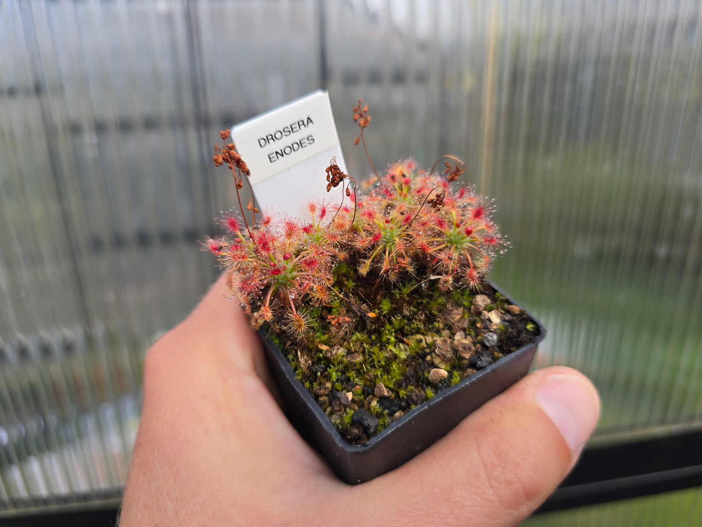 Drosera enodes - Pygmy Sundew