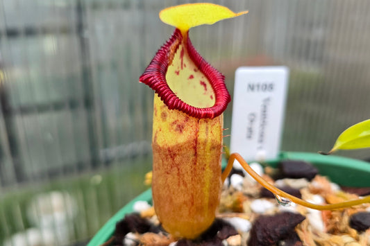 Nepenthes ventricosa x ovata - Highland Tropical Pitcher Plant