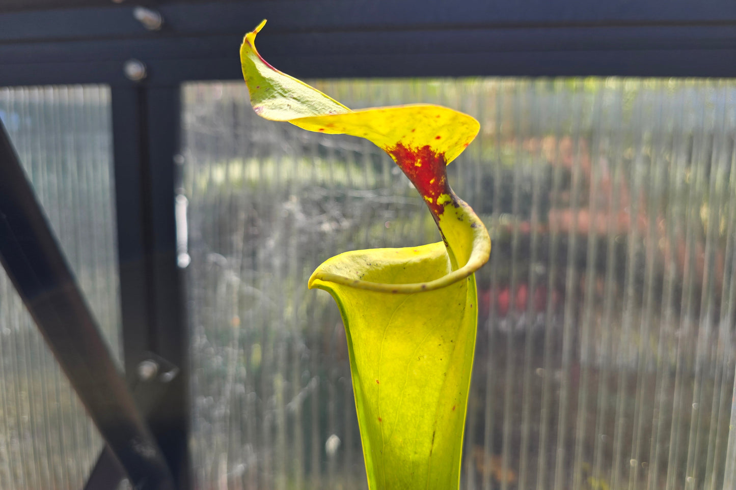 Sarracenia flava var. rugelii - American Pitcher Plant