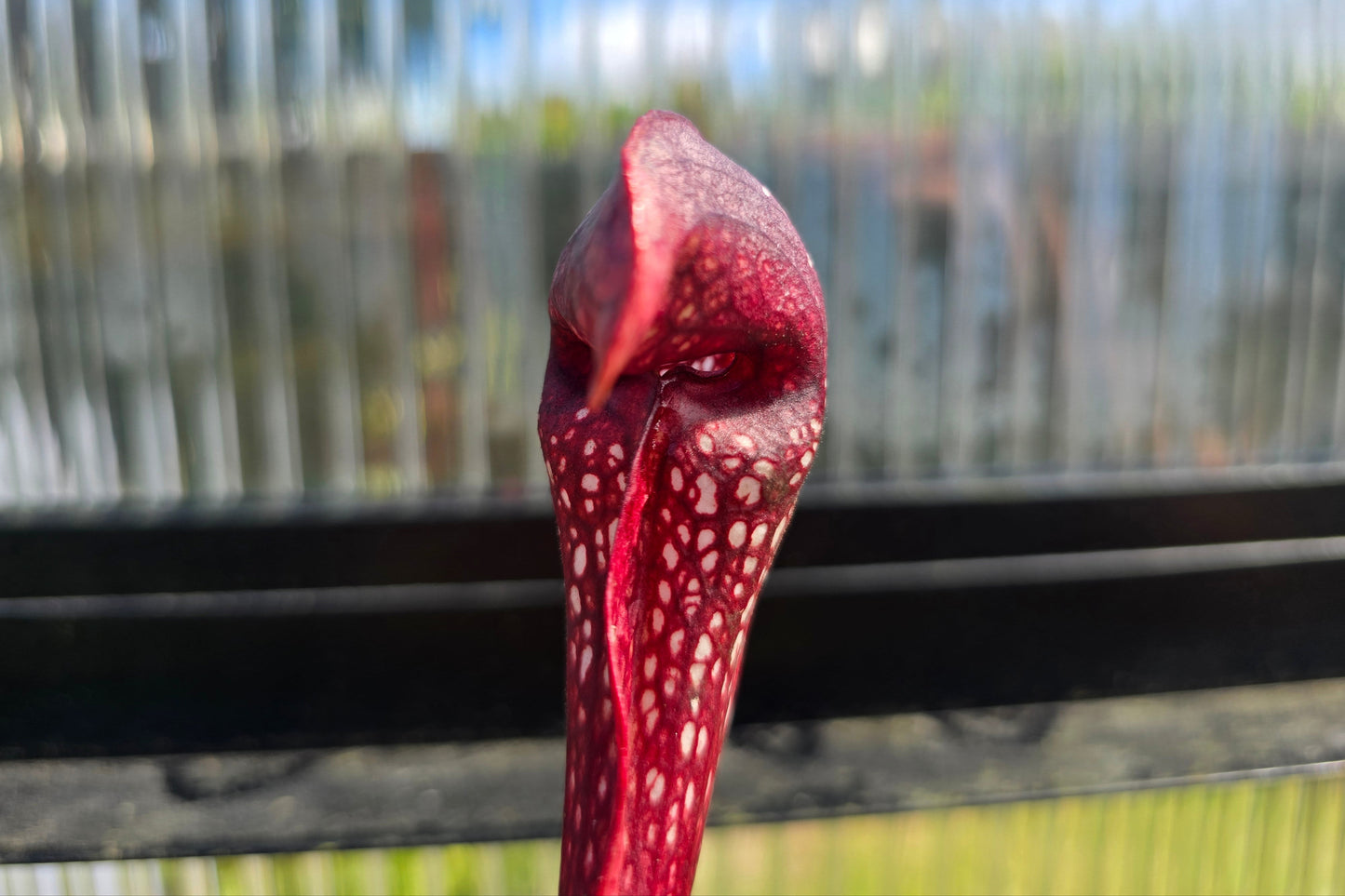 Sarracenia 'Formosa' - American Pitcher Plant