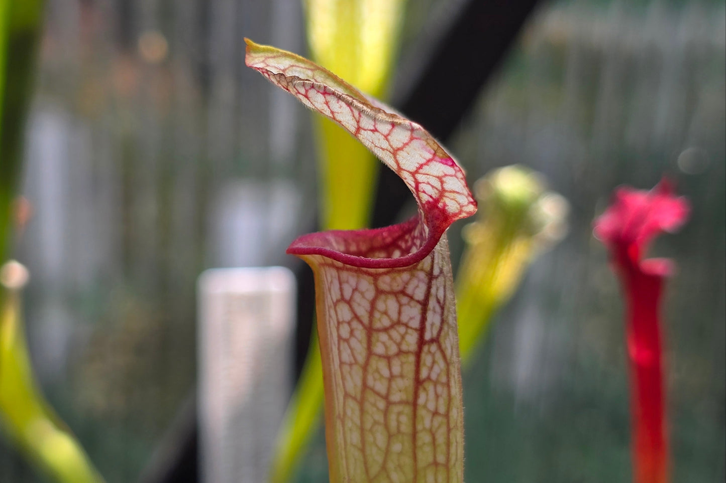 Sarracenia (oreophila 005MK x 'Moorei' cv. Wilkerson White Knight) x 'Lamsatyricon' - American Pitcher Plant